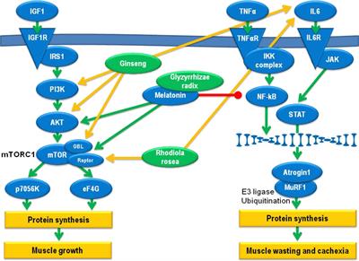 Phytotherapy for Cachexia: Where Do We Stand?